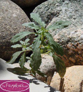 Vinegar Weeds