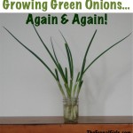Growing Green Onions… Again and Again!