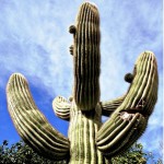 34 Fun Things to See and Do in Phoenix!