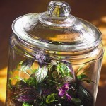 Rainforest… in a Jar!