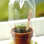 Starting Seeds… with a 2-liter bottle!  {diy greenhouse}