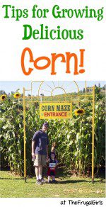 Corn Gardening Tips