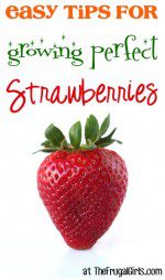Easy Tips for Growing Perfect Strawberries from TheFrugalGirls.com