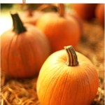 14 Tips for Growing Perfect Pumpkins!