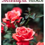 13 Tips for Growing Beautiful Roses!