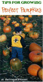 Tips for Growing Perfect Pumpkins at TheFrugalGirls.com