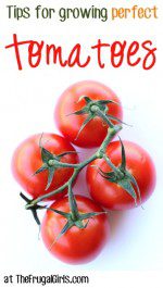 Tips for Growing Perfect Tomatoes at TheFrugalGirls.com