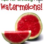 15 Tips for Growing Perfect Watermelons!