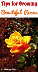 Rose Gardening Tips
