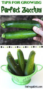 Zucchini Gardening Tips - Tricks for Growing Perfect Zucchini at TheFrugalGirls.com
