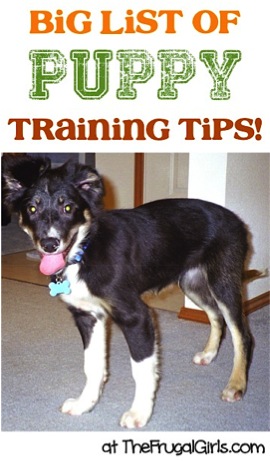 Creative Puppy Training Tips and Tricks! - The Frugal Girls