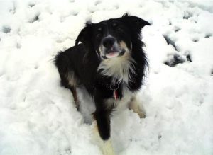 Fun Pet Stocking Stuffers at TheFrugalGirls.com