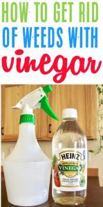 Homemade Weed Killer with White Vinegar! (DIY Spray)