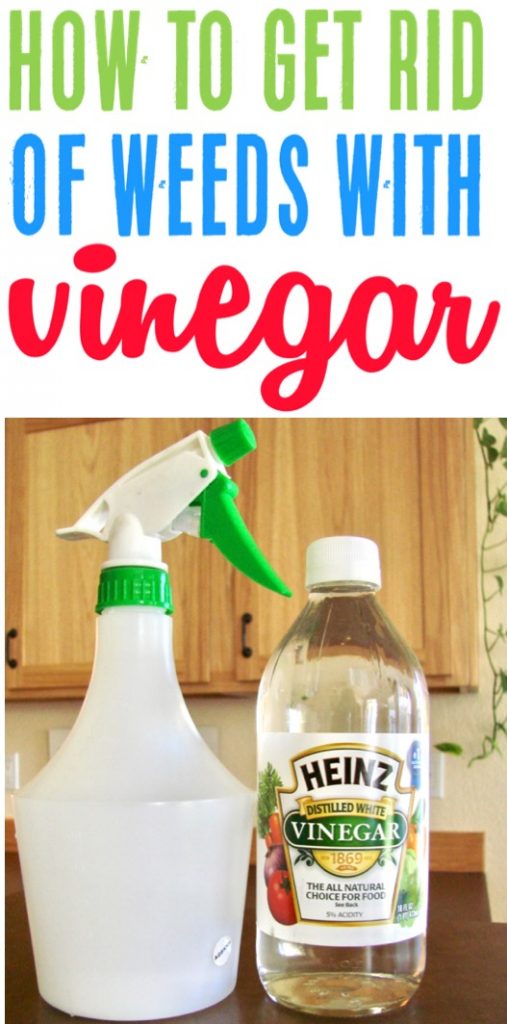 Homemade Weed Spray with White Vinegar!