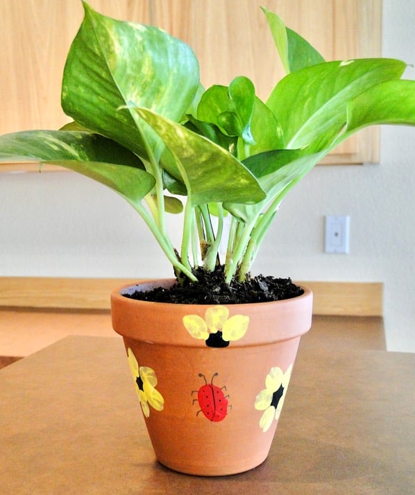 Plant inside terra cotta pot with fingerprint artwork on it.