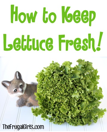 How to Keep Lettuce Fresh - tips at TheFrugalGirls.com
