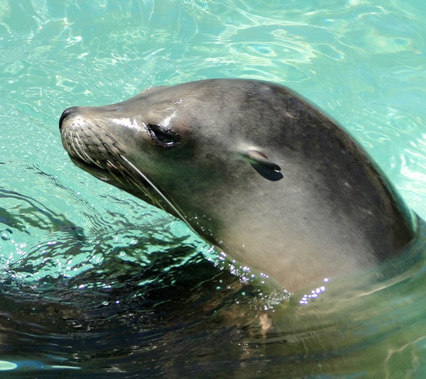 Sea Lion in water at SeaWorld.
