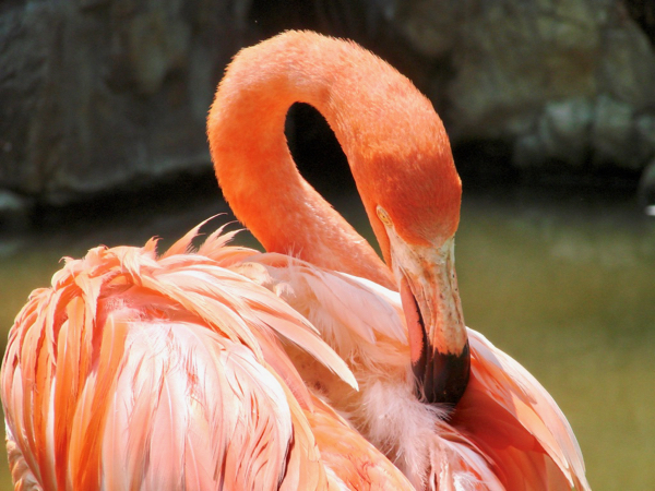 Los Angeles Zoo