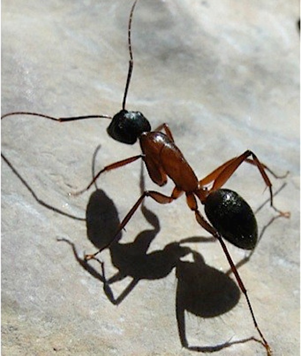DIY Ways to Get Rid of Ants