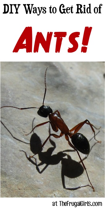 DIY Ways to Get Rid of Ants