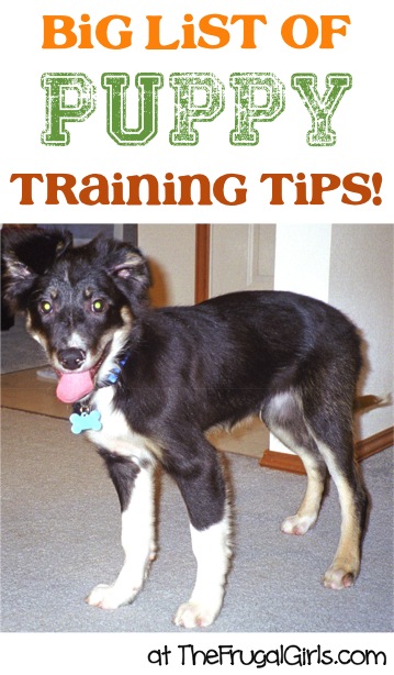 BIG List of Puppy Training Tips and Tricks at TheFrugalGirls.com
