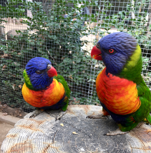 Feed the Lorikeets at the Wildlife World Zoo