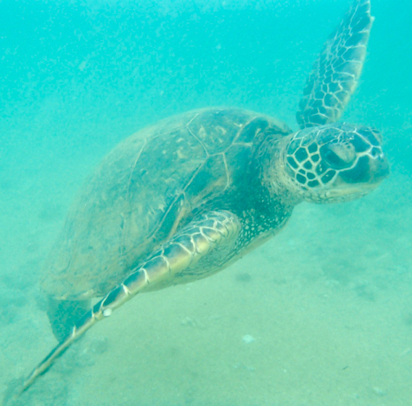 Kauai Sea Turtles