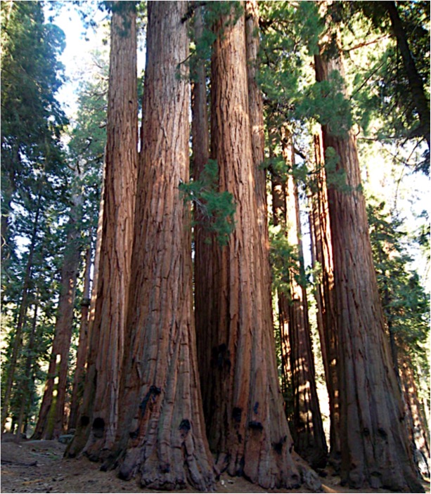 Sequoia National Park Travel Tips