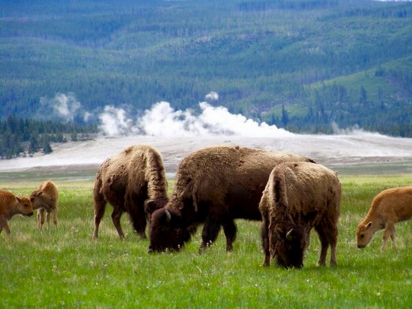 Yellowstone National Park Travel Tips at TheFrugalGirls.com