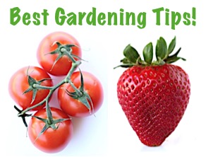 Best Ever Gardening Tips from TheFrugalGirls.com