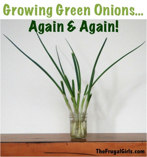 Green Onions Growing in Water Tip