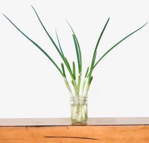 Growing Green Onions at Home in Water