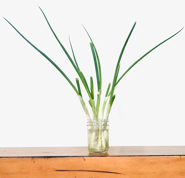 Growing Green Onions at Home in Water