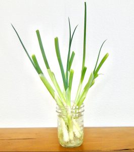 Growing Green Onions in Water Indoors
