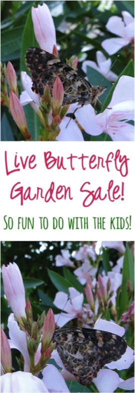 Live Butterfly Gardens - So Fun to do with the Kids | TheFrugalGirls.com