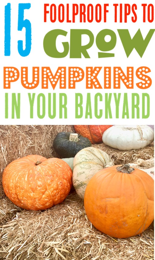 Pumpkin Garden Ideas - How to Grow Pumpkins in your Yards - Tips for Vertical Gardening and more