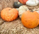 Pumpkin Growing Tips and Tricks Easy