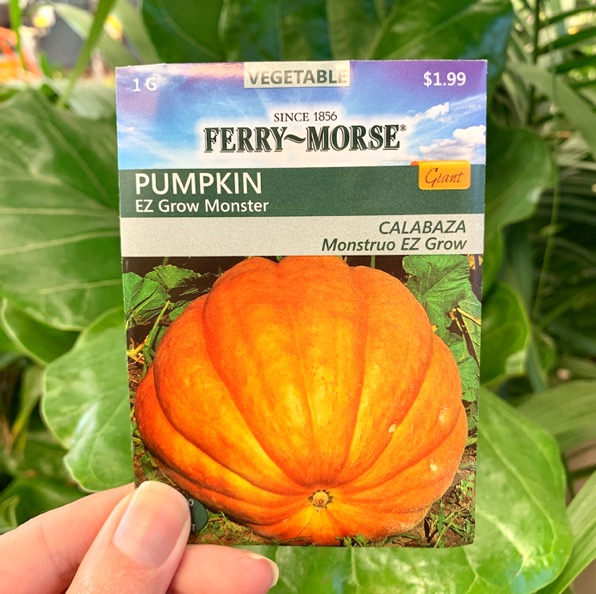Pumpkin Plant Growing Tips