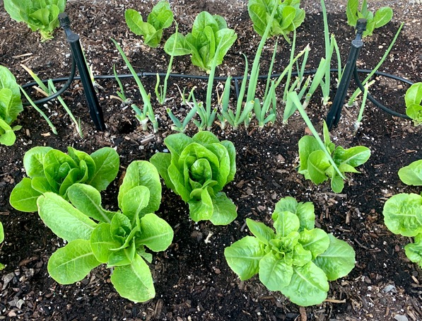 Regrow Green Onions in Soil