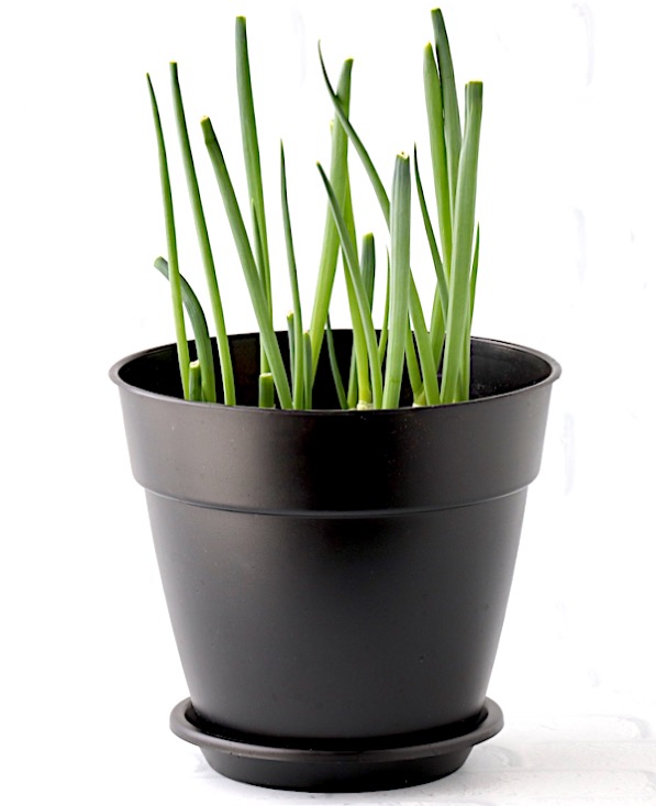 Regrowing Green Onions in Soil