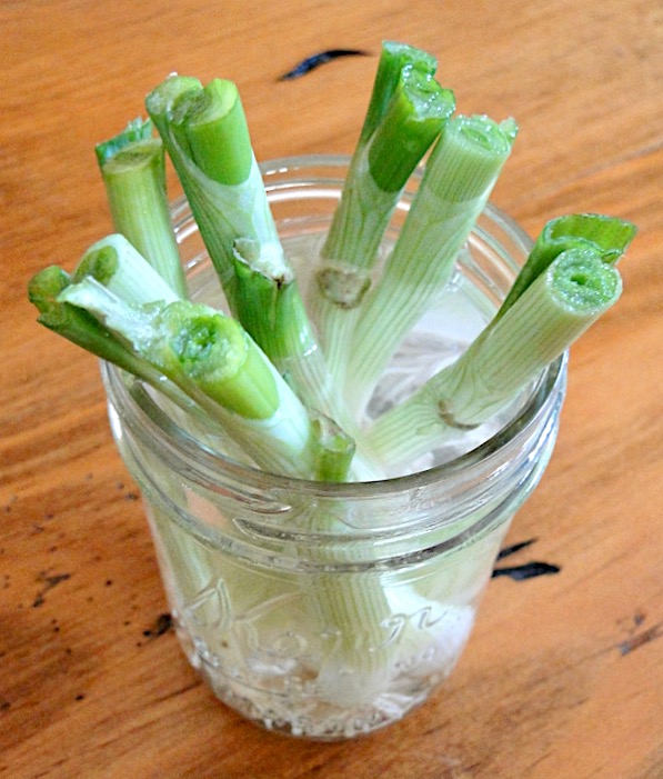 Regrowing Green Onions in Water