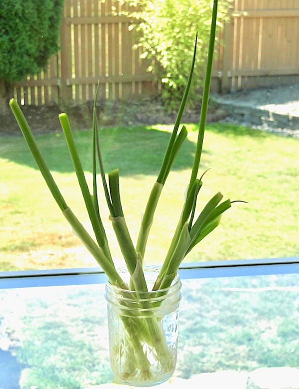 Regrowing Green Onions