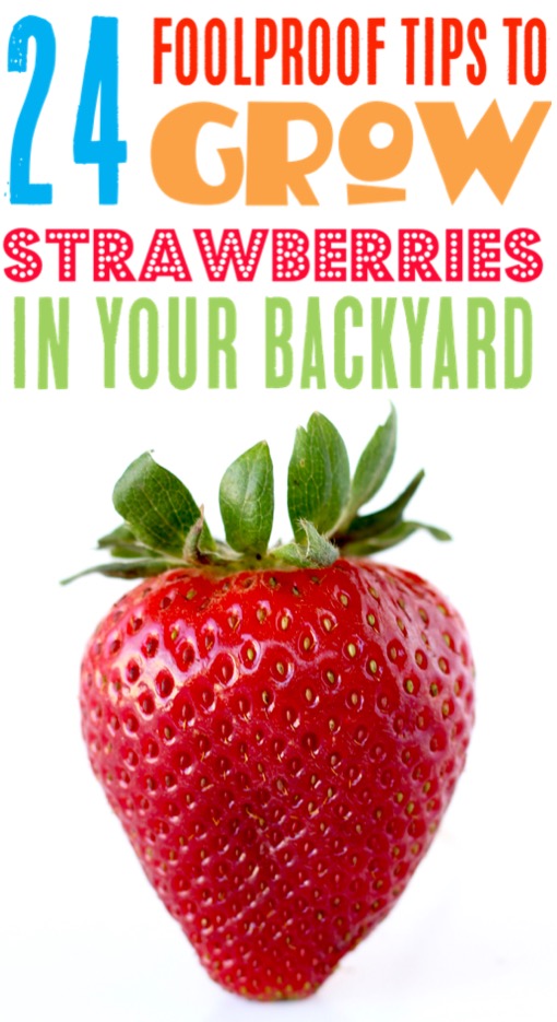 Strawberry Garden Ideas DIY Tips for How to Grow Strawberries in Raised Beds or a Vertical Planter