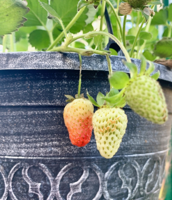 Strawberry Gardening Tips
