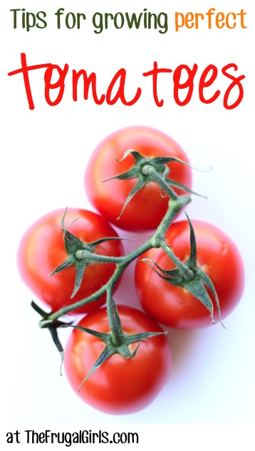 Tips for Growing Tomatoes at TheFrugalGirls.com