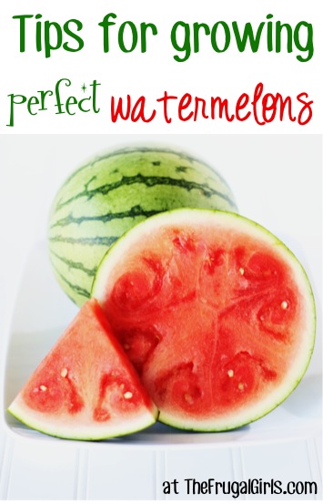 Watermelon Gardening Tips