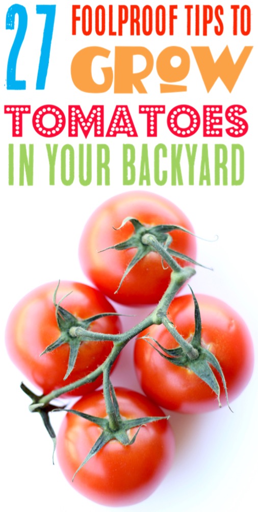 Tomato Garden Ideas and Layout Tips for Growing Tomatoes in a Container, on a Trellis, or in Raised Beds