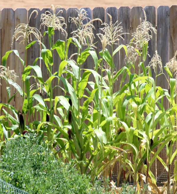 Corn Gardening Tips and Tricks from TheFrugalGirls.com