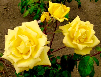13 Rose Gardening Tips for Beginners to Pros! - The Frugal Girls