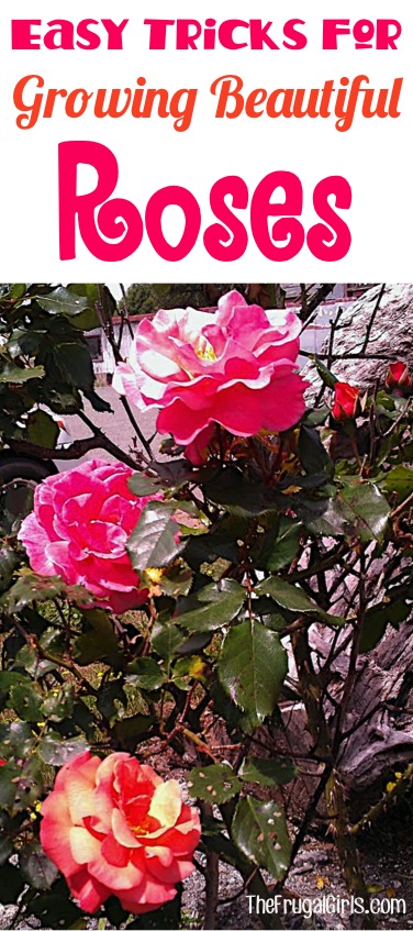 Easy Tricks for Growing Beautiful Roses from TheFrugalGirls.com